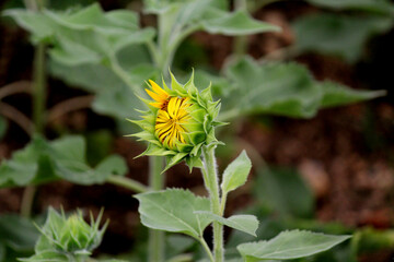 Sunflower Bud Macro Photography – Close-Up Bloom and Yellow Flower Garden Background