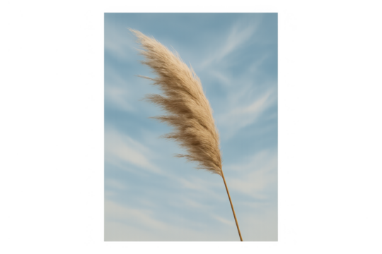 Pampas grass plume swaying gently in the wind against a soft blue sky, showing natural beauty and serenity