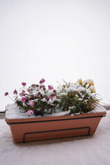 Potted Flowers Covered with First Snow in Early Winter