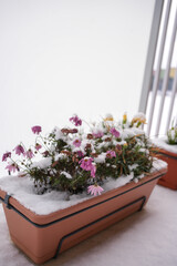 Potted Flowers Covered with First Snow in Early Winter
