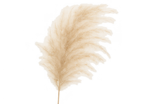 Fluffy dried pampas grass plume features a beige hue against a transparent background, ideal for decorative arrangements