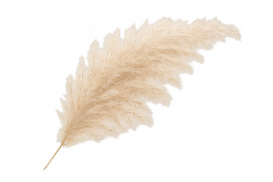 Fluffy beige pampas grass plume decor for bohemian events. Dried natural plant element for rustic or wedding design