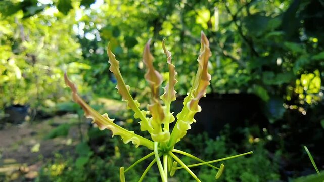Exotic Gloriosa Superba Flame Lily flower blooming in green tropical garden nature