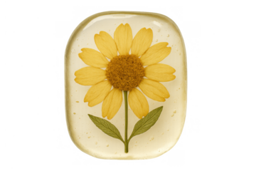 Yellow pressed flower encased in clear resin for botanical preservation craft, transparent background