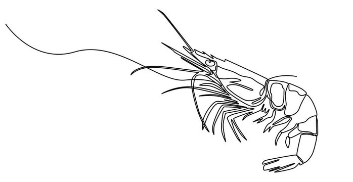 Self drawing line animation fresh shrimp for seafood logo identity. Prawn mascot continuous one single line drawn concept video, Self drawing simple animation of single continuous one line drawing.
