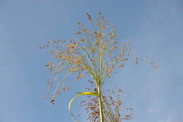 ホウキモロコシ