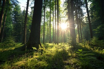 Fototapeta premium Sunlight filters through tall trees in peaceful forest clearing, casting warm light on green moss and grass, creating serene and calming natural atmosphere
