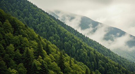 Moody atmospheric view of a dense evergreen forest covering rolling mountain hills with low clouds and mist creating a layered scenic background