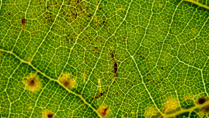 Backlit Green Leaf with Veins and Disease Spots Macro