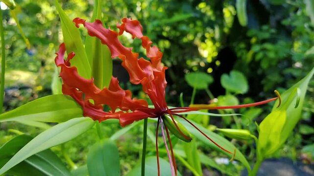 Exotic Gloriosa Superba Flame Lily flower blooming in green tropical garden nature	