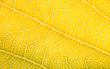 Backlit Yellow Leaf Macro with Fine Vein Network