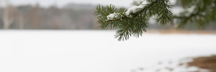 Obraz premium Minimalist snowy pine branch with copy space — winter banner for Christmas
