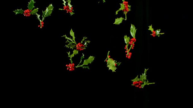 Super slow motion shot of flying holly branches isolated on black . Filmed on high speed cinematic camera at 1000 fps