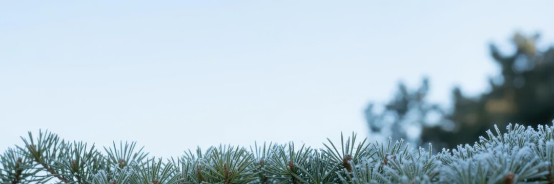 Frosted Evergreen Pine Needles Close-Up (Ice Crystals) — Pastel Blue Sky Christmas Banner - Powered by Adobe