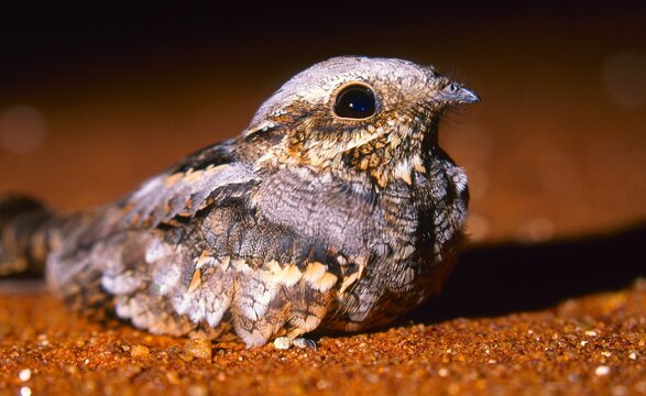 african nightjar, sitting on the ground at night 
