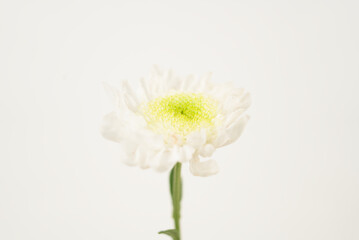 White Daisy on White Background