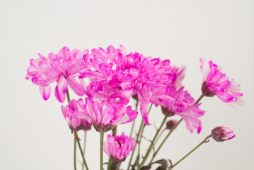 Pink Chrysanthemum Bouquet on White