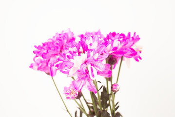 Pink and White Chrysanthemums on White