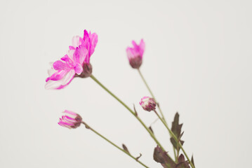 Pink and White Chrysanthemum on White