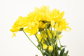 Bright Yellow Chrysanthemum Bouquet