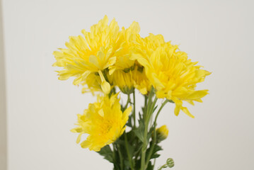 Bright Yellow Chrysanthemums