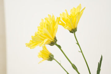 Yellow Chrysanthemums on White
