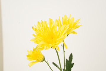 Bright Yellow Chrysanthemums on White