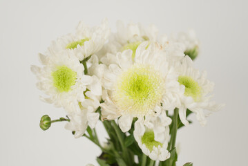 White and Green Chrysanthemum Bouquet