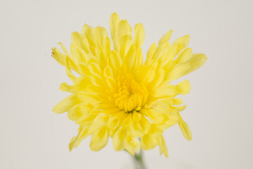 Bright Yellow Chrysanthemum on White