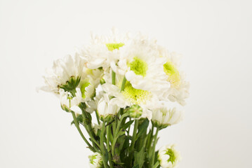 White and Green Chrysanthemum Bouquet