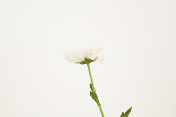 Single White Chrysanthemum on White