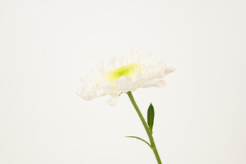 White Chrysanthemum on White Background