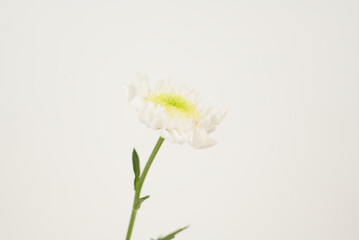 White Chrysanthemum on White Background