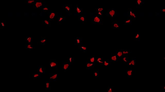 Super slow motion of falling rose petals on clear black background . Filmed on high speed cinema camera at 1000 fps