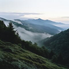 Thick mountain mist and shimmering dew create a serene high-altitude mood