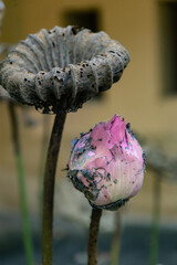 Blooming lotus and dry seed pod tranquil pond nature photography serene environment macro viewpoint beauty of life cycle