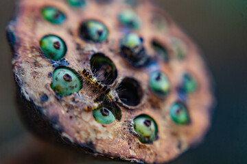 Unique close-up of seed pod with green seeds nature macro photography natural environment artistic perspective botanical exploration