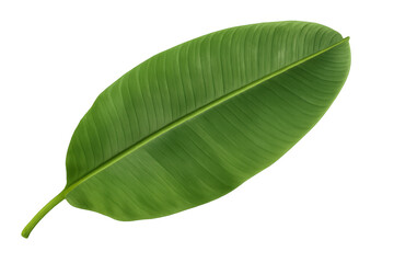 Obraz premium Banana leaf showing natural green texture and prominent central vein on transparent background