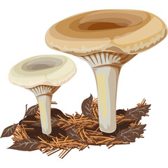 Two Cream Colored Milk Cap Mushrooms with Tan Caps and White Stems Stand Tall Amongst Dry Autumn Leaves and Pine Needles in a Forest Floor Setting © anggraenisumarsihirg