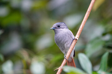 Tchitrec des Mascareignes / Terpsiphone de Bourbon /Gobe-mouche de paradis de la R&eacute;union / Oiseau la Vierge / Terpsiphone&nbsp;bourbonnensis