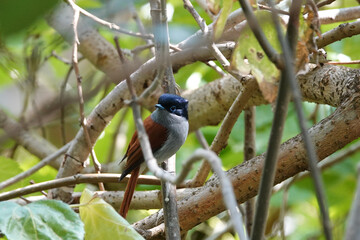 Tchitrec des Mascareignes / Terpsiphone de Bourbon /Gobe-mouche de paradis de la Réunion / Oiseau la Vierge / Terpsiphone bourbonnensis