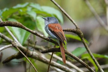 Tchitrec des Mascareignes / Terpsiphone de Bourbon /Gobe-mouche de paradis de la Réunion / Oiseau la Vierge / Terpsiphone bourbonnensis