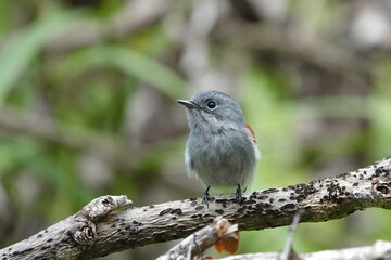 Tchitrec des Mascareignes / Terpsiphone de Bourbon /Gobe-mouche de paradis de la Réunion / Oiseau la Vierge / Terpsiphone bourbonnensis
