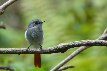 Tchitrec des Mascareignes / Terpsiphone de Bourbon /Gobe-mouche de paradis de la R&eacute;union / Oiseau la Vierge / Terpsiphone&nbsp;bourbonnensis