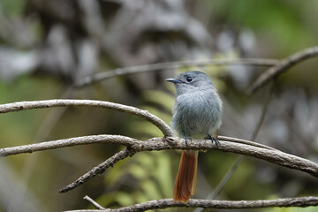 Tchitrec des Mascareignes / Terpsiphone de Bourbon /Gobe-mouche de paradis de la Réunion / Oiseau la Vierge / Terpsiphone bourbonnensis