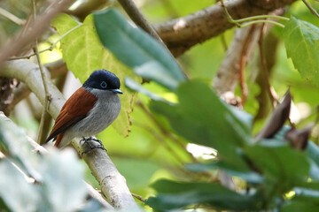 Tchitrec des Mascareignes / Terpsiphone de Bourbon /Gobe-mouche de paradis de la Réunion / Oiseau la Vierge / Terpsiphone bourbonnensis