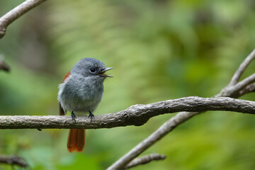 Tchitrec des Mascareignes / Terpsiphone de Bourbon /Gobe-mouche de paradis de la Réunion / Oiseau la Vierge / Terpsiphone bourbonnensis
