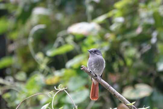 Tchitrec des Mascareignes / Terpsiphone de Bourbon /Gobe-mouche de paradis de la R&eacute;union / Oiseau la Vierge / Terpsiphone&nbsp;bourbonnensis