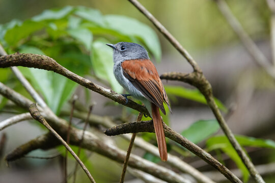 Tchitrec des Mascareignes / Terpsiphone de Bourbon /Gobe-mouche de paradis de la R&eacute;union / Oiseau la Vierge / Terpsiphone&nbsp;bourbonnensis