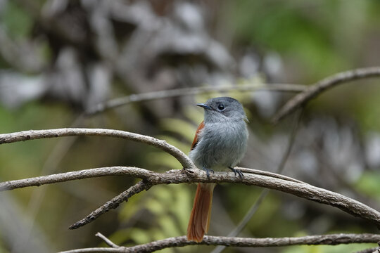 Tchitrec des Mascareignes / Terpsiphone de Bourbon /Gobe-mouche de paradis de la R&eacute;union / Oiseau la Vierge / Terpsiphone&nbsp;bourbonnensis